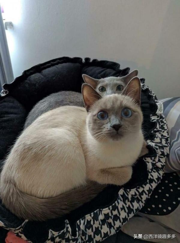 看了這些照片,你可得再要一隻貓了 看了這些照片,你可得再要一隻貓了