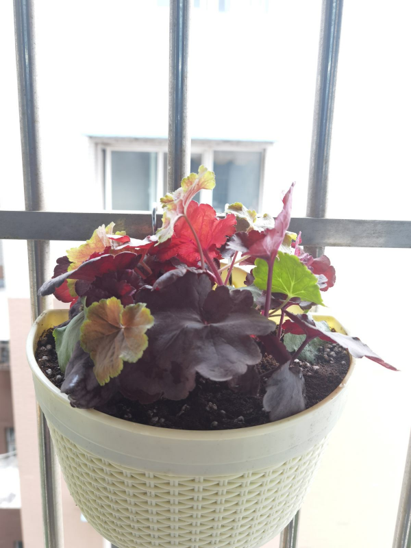 礬根植物界的“水彩畫”，零下30度凍不死，陽臺也變小花園