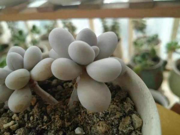 多肉新手常問的問題(四):關於多肉長氣根、掉葉片、施肥 多肉新手常問的問題(四):關於多肉長氣根、掉葉片、施肥