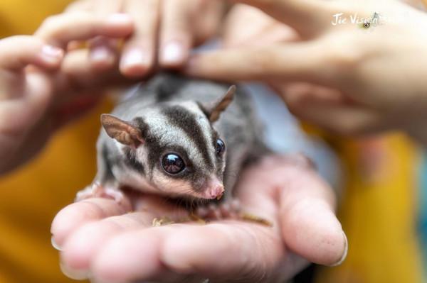 北京密雲有個“松鼠部落”十一假期來松鼠谷與2000只松鼠一起過