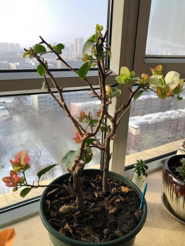 勤勞的畫報又開花了