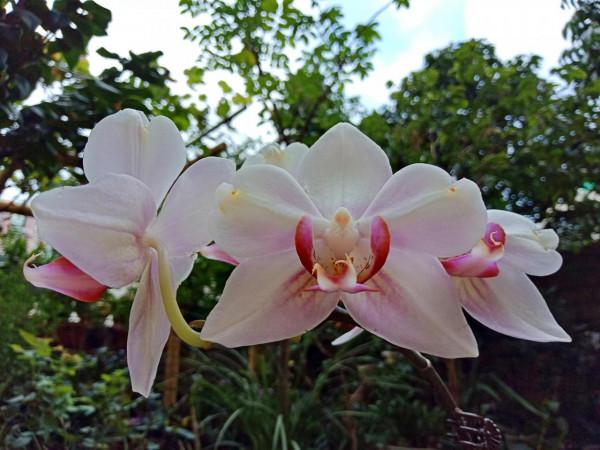 #陽臺小花園#又添新品種