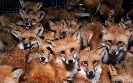 老人為狐狸治傷，日久生情，狐狸報恩，終身照顧老人