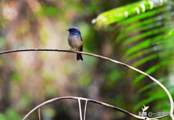 校園候鳥季之——高畫質唯美的小仙鶲