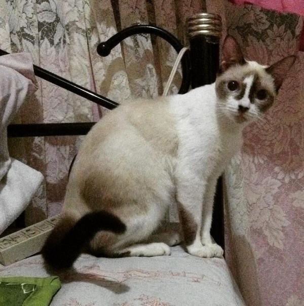 22只擁有奇怪花紋的動物！貓咪蝙蝠俠傻傻分不清楚