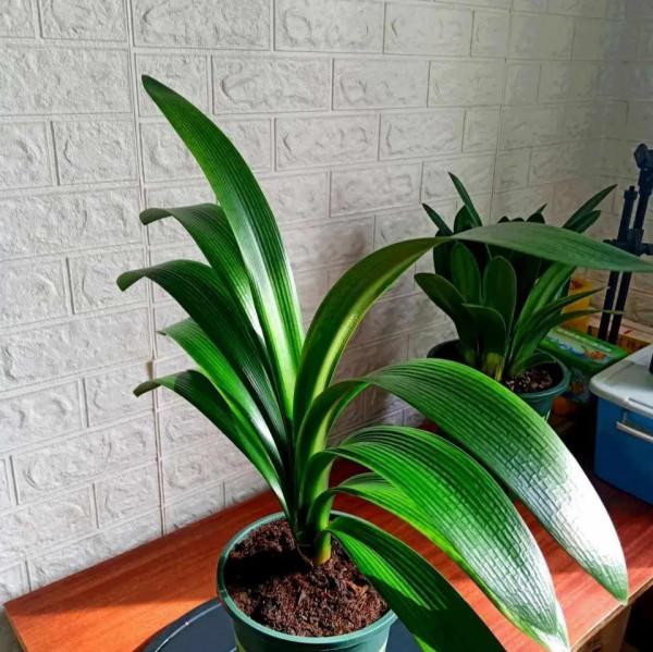 秋天，記得給這五種花翻翻盆，嗖嗖長葉開花，收穫巨大