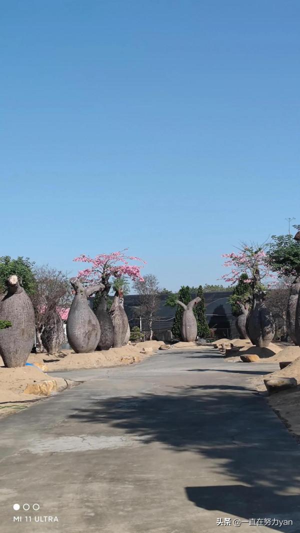 陳村花卉小鎮一遊