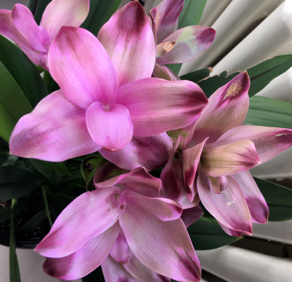 生薑也能開“荷花”？一個星期就發芽，開出比臉還大的“荷花”