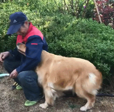 狗狗做錯事了,都會跟主人道歉,你收到了嗎? 狗狗做錯事了,都會跟主人道歉,你收到了嗎?