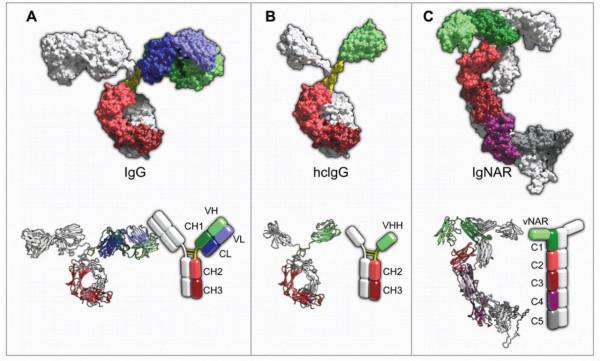 單域抗體文庫構建