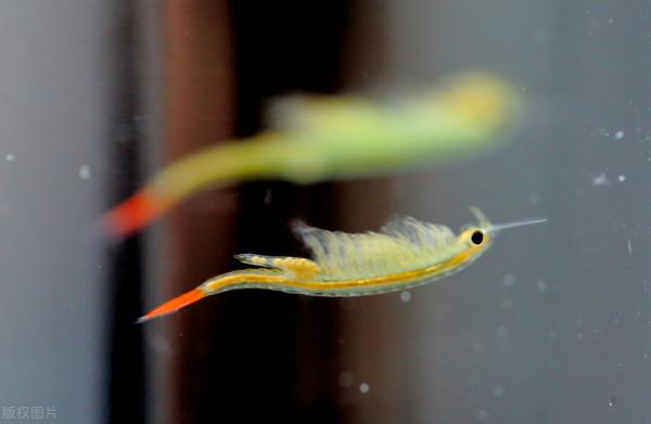 江蘇發現仙女蝦,2億年曆史與恐龍同時代,卵被開水煮後仍能孵化 江蘇發現仙女蝦,2億年曆史與恐龍同時代,卵被開水煮後仍能孵化