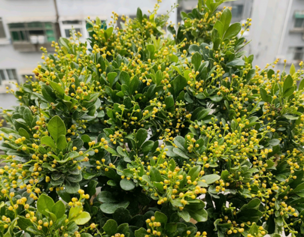 五種&OpenCurlyDoubleQuote;漂亮花&rdquo;，春天升溫趕緊剪，冒芽新枝壯，開花多又大