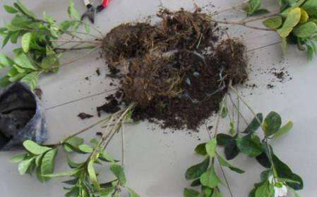 5種&OpenCurlyDoubleQuote;貴氣花&rdquo;，正月大降價，花市逛一圈，撿漏一大堆