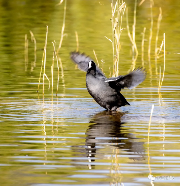 無須遠行！定西湖，人間秋色