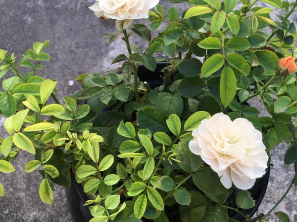 月季黃葉8大原因,找對竅門,解決黃葉很簡單 月季黃葉8大原因,找對竅門,解決黃葉很簡單