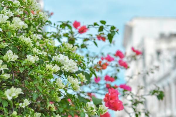 你的朋友養花用貓砂?還不知道的養花小秘密,趕快來了解一下 你的朋友養花用貓砂?還不知道的養花小秘密,趕快來了解一下