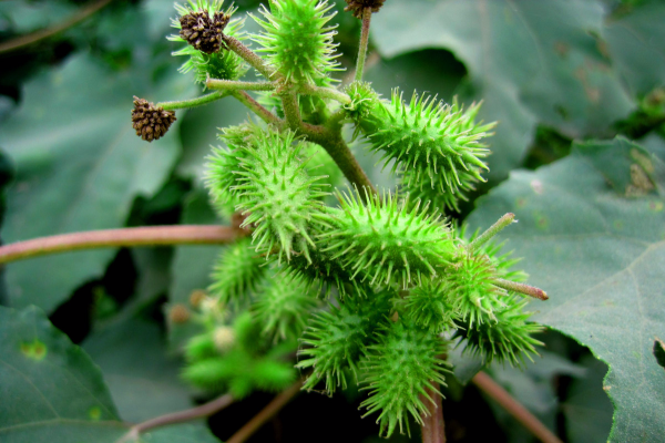 農村5種常見的野果有毒，不能吃要警惕，但價值珍貴，你知道多少