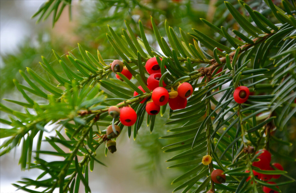 7種&OpenCurlyDoubleQuote;吉祥果&rdquo;家裡放一盆，鮮紅欲滴真可愛，喜氣洋洋顯&OpenCurlyDoubleQuote;富貴&rdquo;
