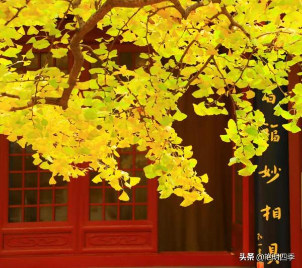 紅螺寺的秋,即使在陰霾的天氣,也是如此金黃燦爛 紅螺寺的秋,即使在陰霾的天氣,也是如此金黃燦爛