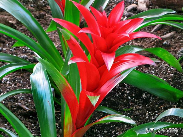 十種寓意“招財”的植物,養一盆2022運氣好起來 十種寓意“招財”的植物,養一盆2022運氣好起來