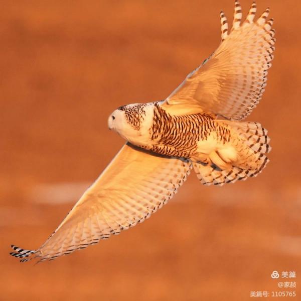寒極精靈—雪鴞