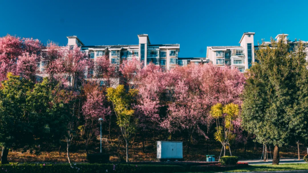 冬日騰衝,方圓十里有花香 冬日騰衝,方圓十里有花香