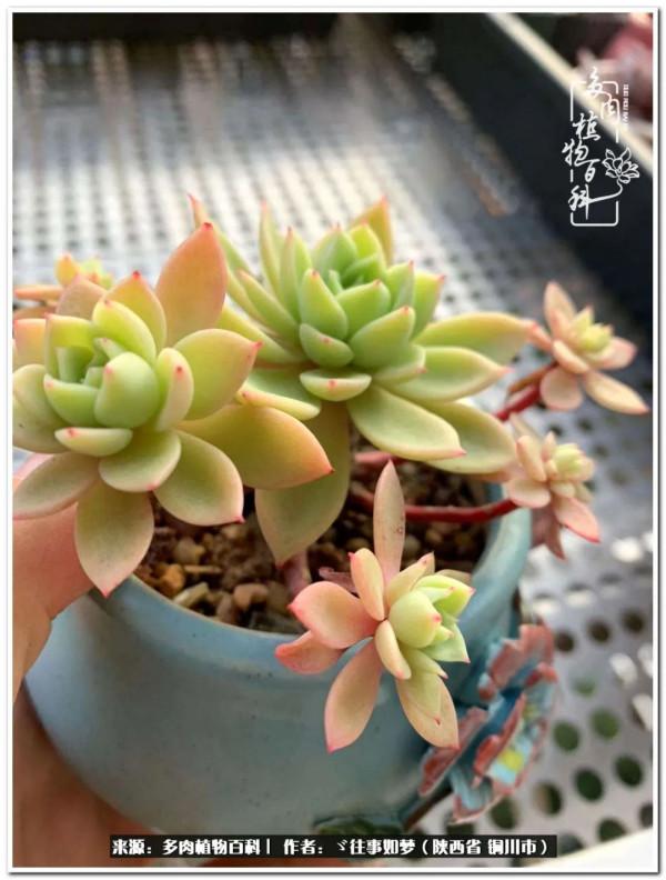 總有一段文字觸動心絃，總有那麼一盆多肉能打動你的心