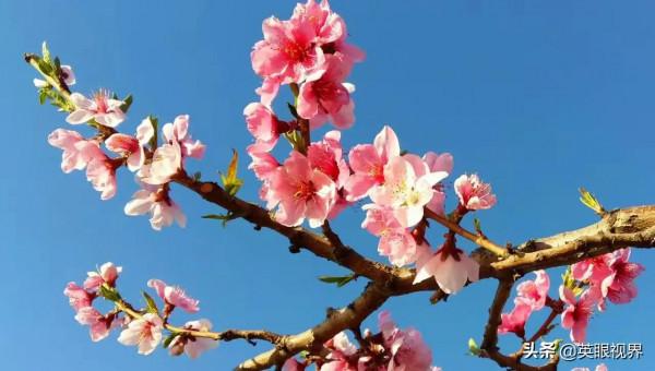 在那桃花盛開的地方 在那桃花盛開的地方