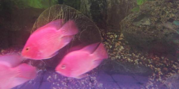 羅漢與鸚鵡魚混養心得 羅漢與鸚鵡魚混養心得