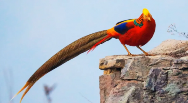 山西鳥類圖鑑|紅腹錦雞 山西鳥類圖鑑|紅腹錦雞