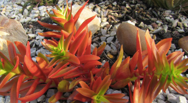 怎麼“懶養”多肉火祭?抓住4個“命穴”,莖葉四季豔紅喜慶 怎麼“懶養”多肉火祭?抓住4個“命穴”,莖葉四季豔紅喜慶