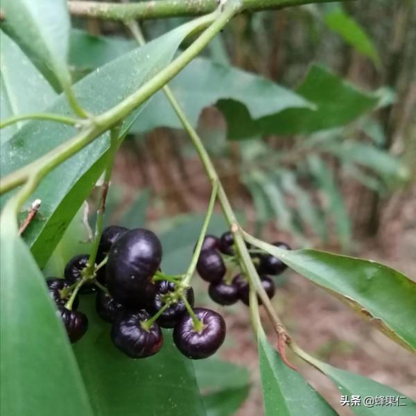 農村這25種能吃的野果都是童年的回憶,現在越來越少你還記得嗎? 農村這25種能吃的野果都是童年的回憶,現在越來越少你還記得嗎?