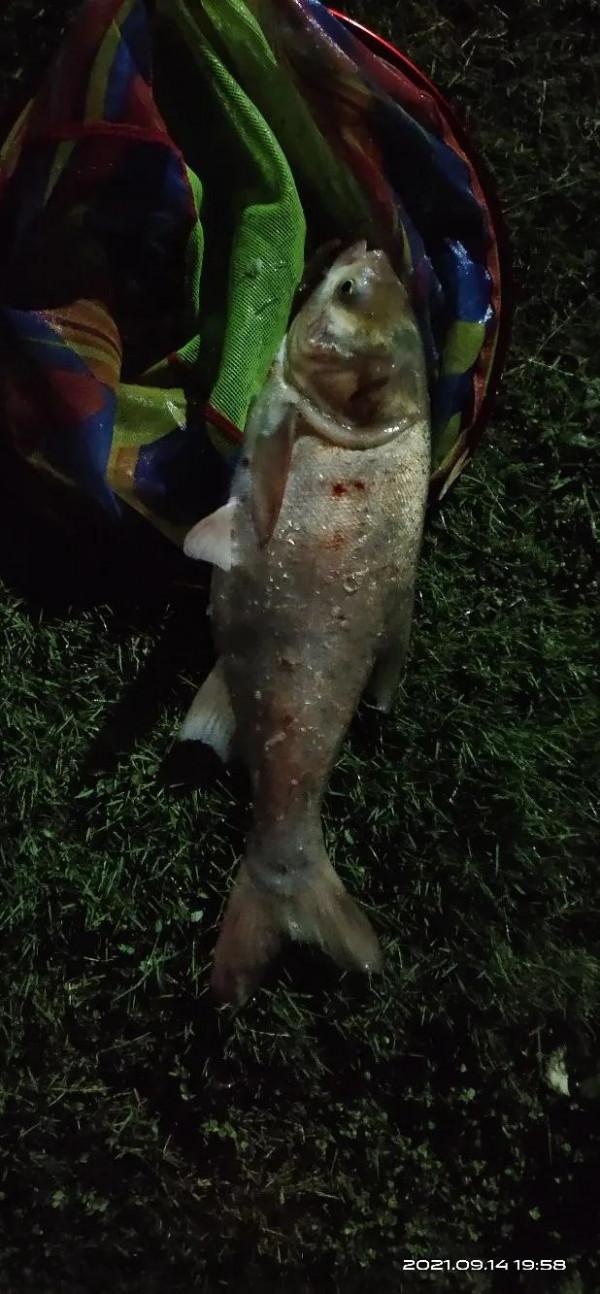 休閒野釣的開始