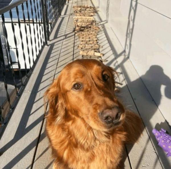 主人丟掉狗狗的木棍，狗氣得再撿回60根，一沒事幹就拿出來曬太陽