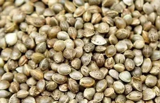 麻子，炒麻籽，麻湯飯及其他