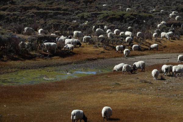 從天峻縣到木裡途中——陶玉和
