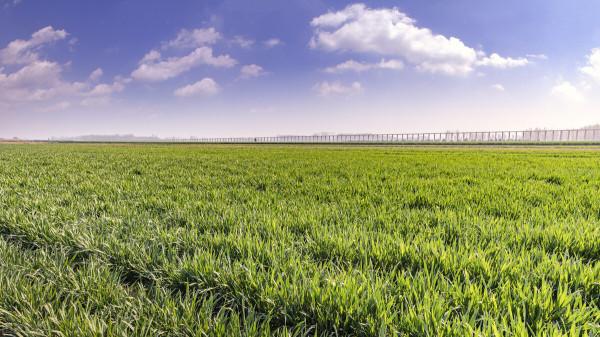 小麥全線上漲,玉米開始跟漲,糧價局勢要轉變? 小麥全線上漲,玉米開始跟漲,糧價局勢要轉變?