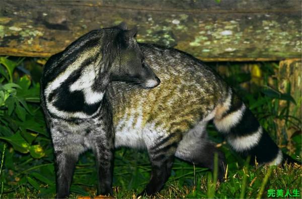 難得一見的哺乳動物 難得一見的哺乳動物