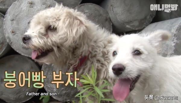 狗媽生了50只一模一樣的狗崽...裝監控、DNA鑑定只為找出渣爹 狗媽生了50只一模一樣的狗崽...裝監控、DNA鑑定只為找出渣爹