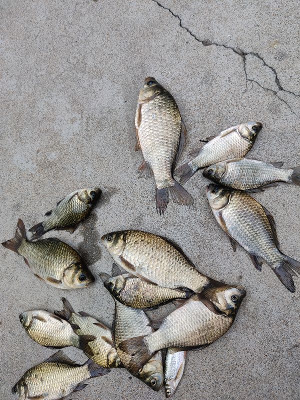 釣魚新手如何快速調漂