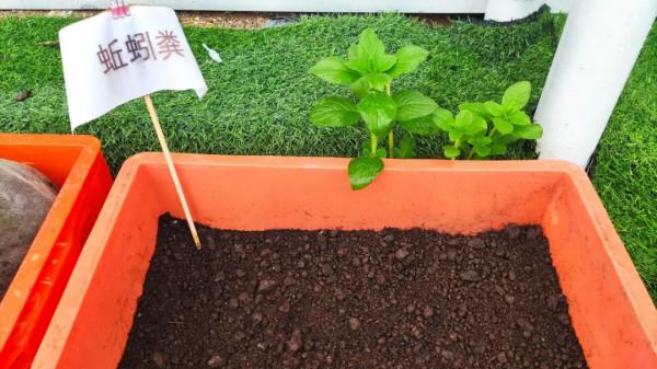 投入2000萬苦研“魚菜共生”,只為讓更多人平價吃到頂級食材 投入2000萬苦研“魚菜共生”,只為讓更多人平價吃到頂級食材