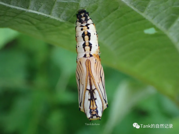 我的自然記錄•蝴蝶（2）