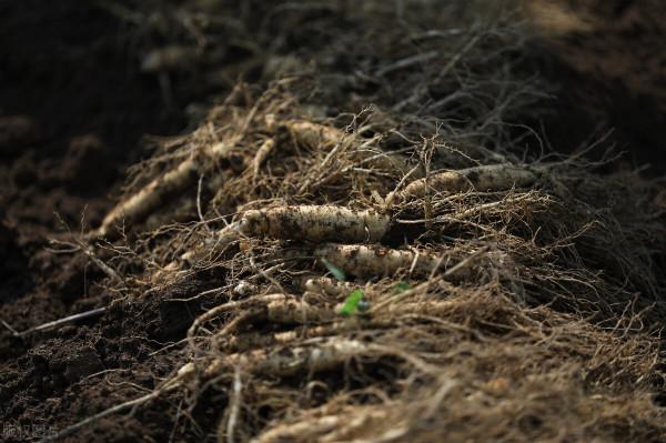 吉林冷知識：推薦吉林省20個世界之最和中國之最，你還知道哪些？