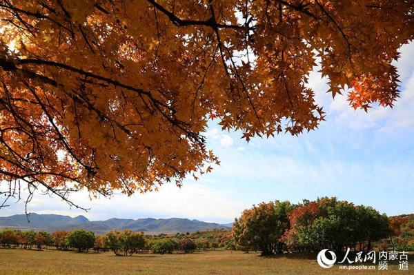 金秋扎魯特草原層林盡染“楓”景美