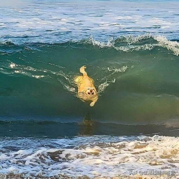 超治癒，50張可愛的寵物抓拍照片