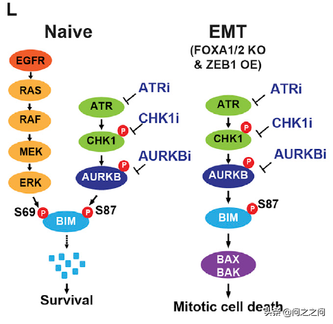 靶向Aurora B激酶增強BIM和PUMA介導的細胞凋亡克服EGFR抑制劑耐藥 靶向Aurora B激酶增強BIM和PUMA介導的細胞凋亡克服EGFR抑制劑耐藥