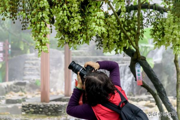 高州仙人洞景區禾雀花開啦!一年春景莫錯過,醉是花開好看時 高州仙人洞景區禾雀花開啦!一年春景莫錯過,醉是花開好看時