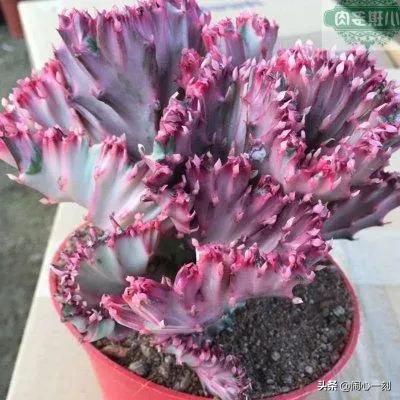 分享&mdash;&mdash;招財麒麟多肉