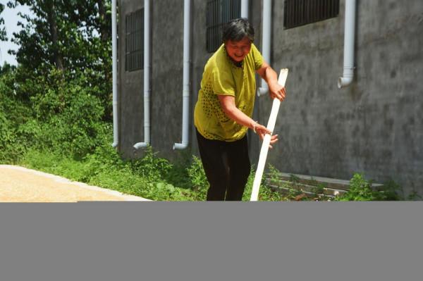 農村糧囤裡的“麥牛”,危害小麥防不勝防,農業專家告訴你咋防治 農村糧囤裡的“麥牛”,危害小麥防不勝防,農業專家告訴你咋防治