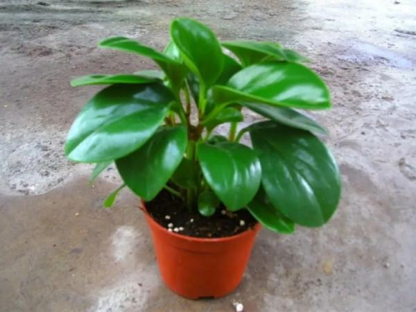 100種觀葉植物 | No.8 豆瓣綠養護攻略 100種觀葉植物 | No.8 豆瓣綠養護攻略